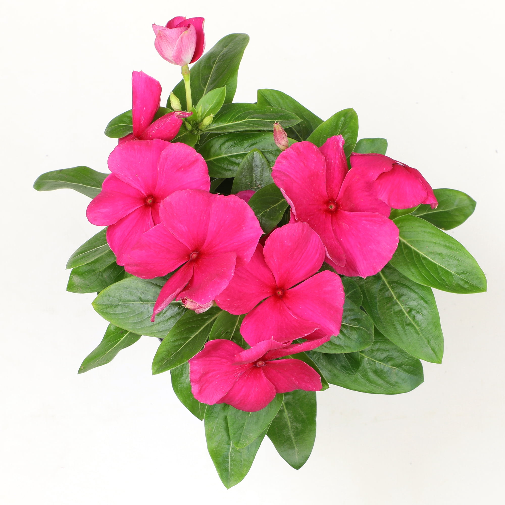 Expert Gardener 4PK Pink Vinca Live Plant