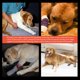 thumbnail image 3 of 1 Par De Vendaje Para Lesiones Quirúrgicas, Abrazadera Para Pierna De Perro, Abrazadera Para Pierna Trasera De Perro, Protector De Heridas Para Curar Heridas De Mascotas Negro, S, 3 of 8