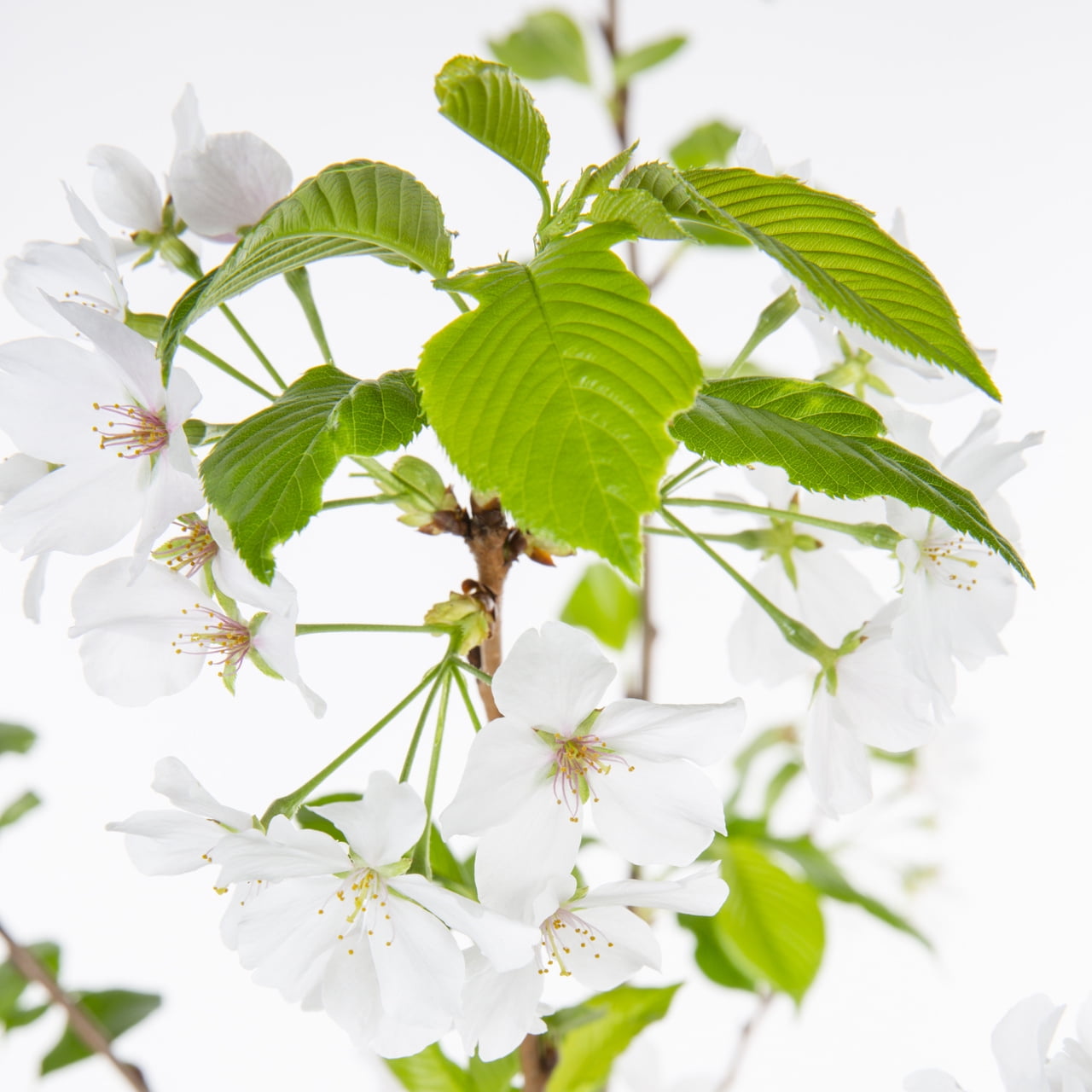 Expert Gardener Yoshino Cherry Live Tree in 3.75-Gallon Grower Pot
