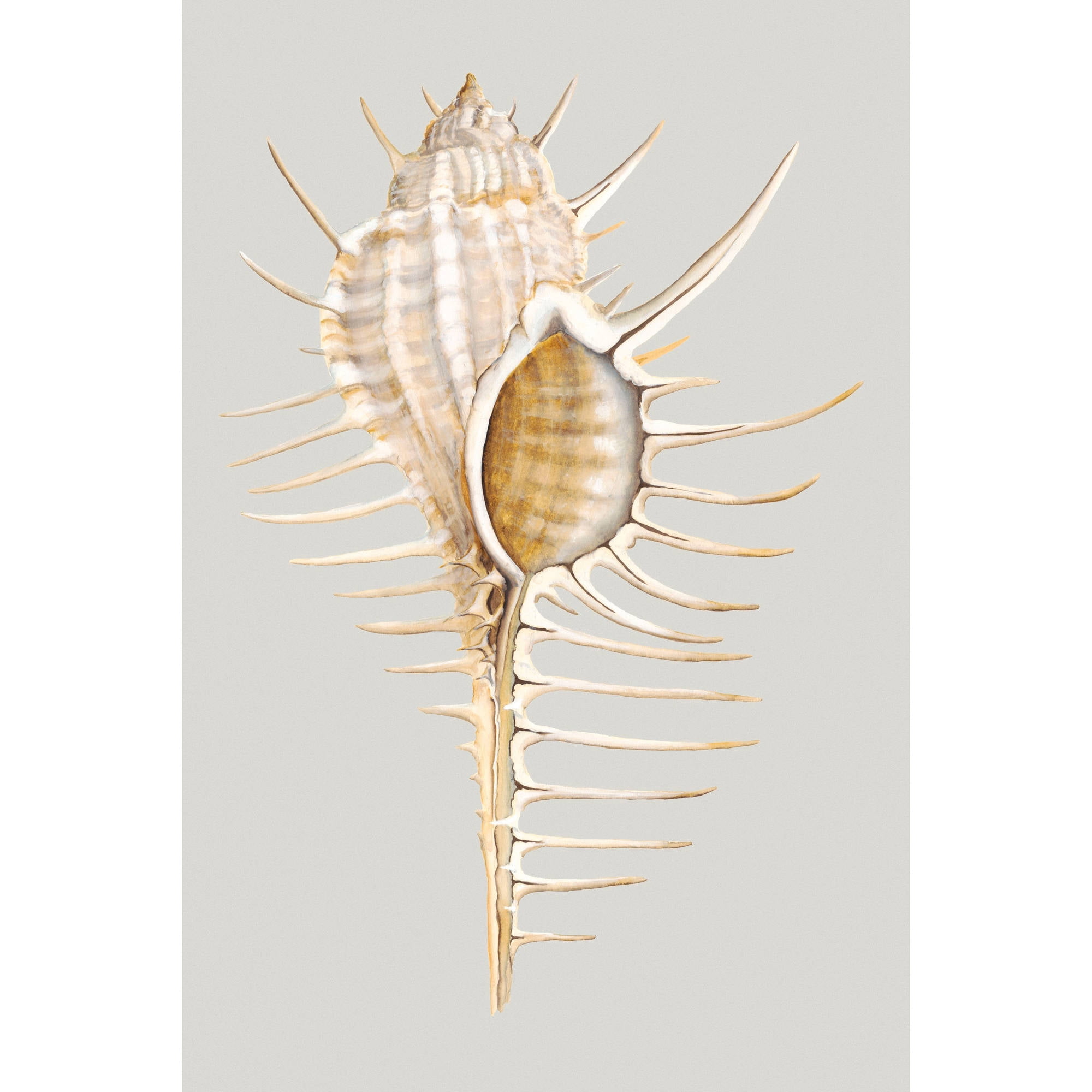 Marmont Hill "Spiny Murex" Painting Print on Wrapped Canvas