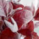 thumbnail image 2 of Simulación de flores, plantación de conejo, hoja de bebé, decoración del hogar, planta de simulación, flor falsa de boda, 1 paquete A2 rojo, 2 of 4