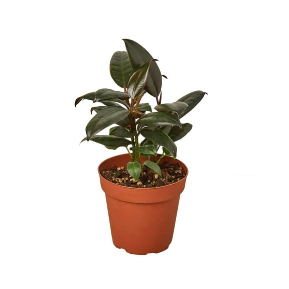 Ficus Elastica 'Burgundy', 3" Pot, Indoor Houseplant, Easy Care, Live Plant for Indoor & Outdoor