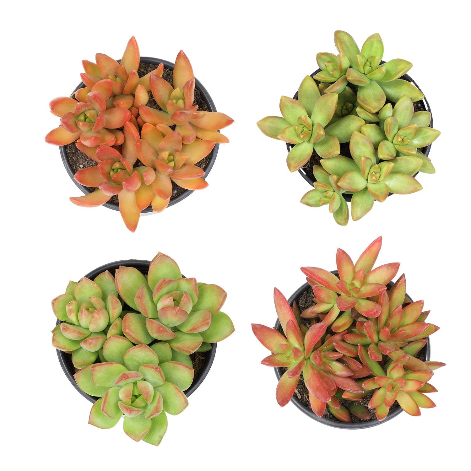 Element by Altman Plants 4 pack of 1 Quart Asst Sedum Succulents