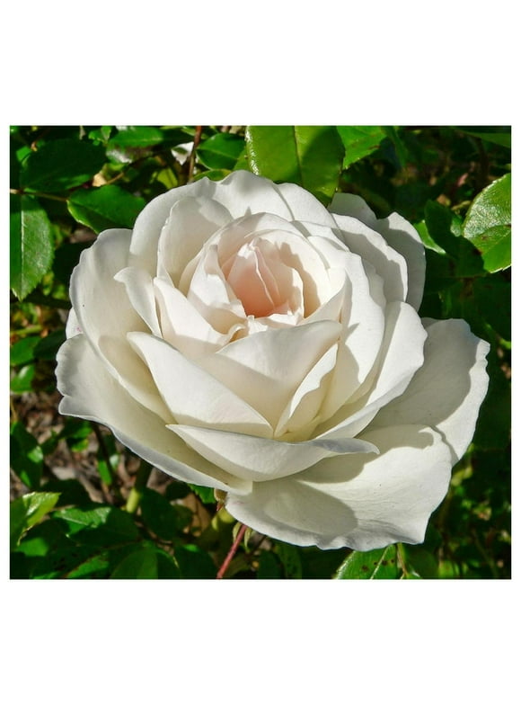 Rose Bushes in Garden Bushes