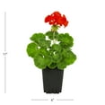 thumbnail image 3 of Expert Gardener 1PT Pink Geranium Live Annual Plant Sun, 3 of 7