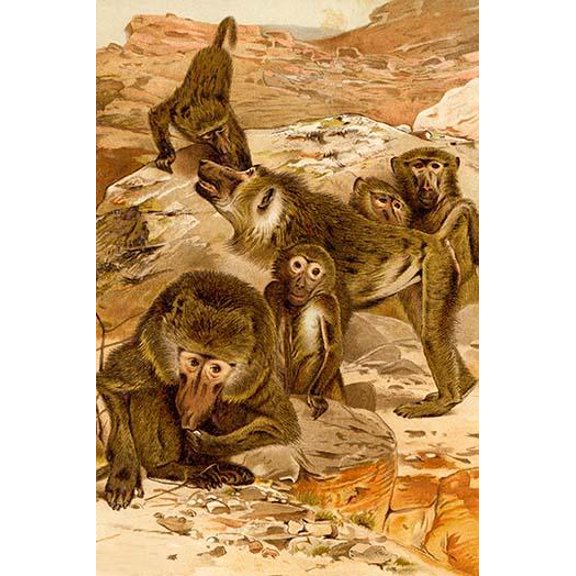 Baboon Family- Fine Art Canvas Print (20" x 30")