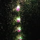 thumbnail image 5 of Cadena de luz en forma de fruta Navidad jardín decoración linterna Gr, 5 of 5