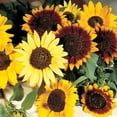 thumbnail image 2 of Sunflower Autumn Beauty Mixture Seed - NON-GMO - 1,000 Seeds, 2 of 4