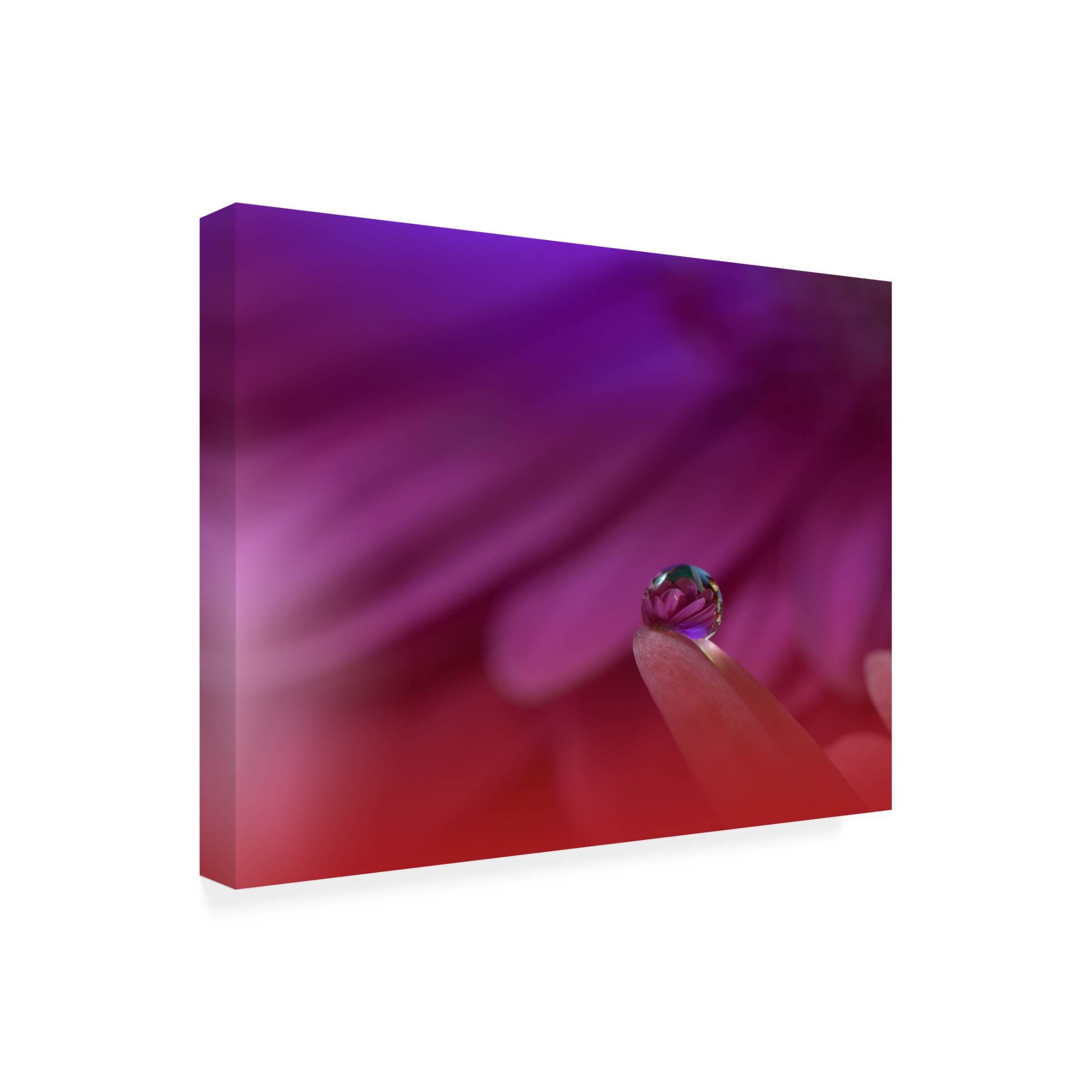 Trademark Fine Art Juliana Nan Prism Of Life.. Canvas Wall Art