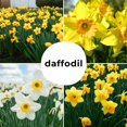 thumbnail image 2 of Peaches and Cream Daffodil Bulbs for Planting - Colorful Daffodil Blooms (10 Bulbs), 2 of 5