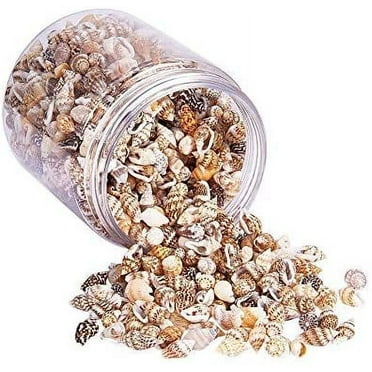 Mixed Sea Shells Ocean Beach Spiral Seashells Craft Charms for Home Decorations, Beach Theme Party, Candle Making, Wedding Decor, DIY Crafts, Fish Tank and Vase Filler (1300-1500pcs Seashells)