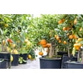 thumbnail image 5 of GARDENERA Citrus Tree Potting Soil Mix, Special Blend for Indoor Oranges, Lemons, Limes and More - (4 Quart Bag), 5 of 6