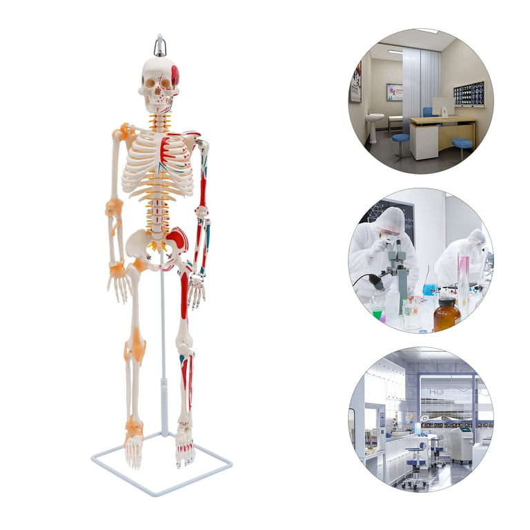 Human Skeleton Model 34 inch with Ligaments & Spinal Nerves