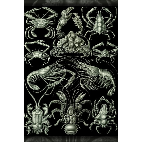 24"x36" Gallery Poster, Haeckel Decapoda 1904