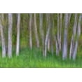 thumbnail image 2 of Mahan, Kathy 14x11 Gold Ornate Wood Framed with Double Matting Museum Art Print Titled - Alder Forest II, 2 of 4