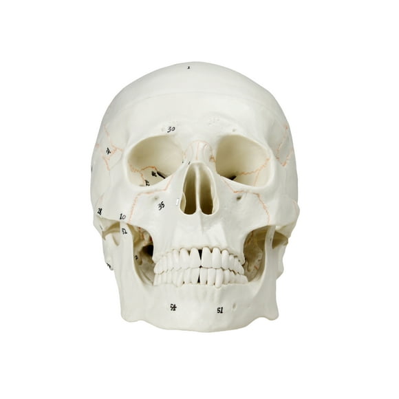 Isaac Technologies IC-B10221 Medical Numbered Human Skull-3 Part | Life Size | Molded From a Real Human Skull | Detailed Hand Painted Numbering | Sectioned Skullcap, Suture Lines & Full Dentition