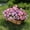 Hot Pink-OT, variant on MMJ Artificial Flowers Hanging Basket Faux Silk Trailing Vine with Blooms for Indoor Balcony Window 13x6.69in