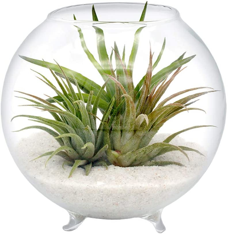 1pc Mini Stand/Hanging Light Bulb Glass Flower Vase Terrarium Landscape Bottle K 