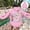 Pink, variant on Womens Hoodies Sweatshirts Featuring Cozy Autumn/Winter Print Design Hoodie for Women Blue S