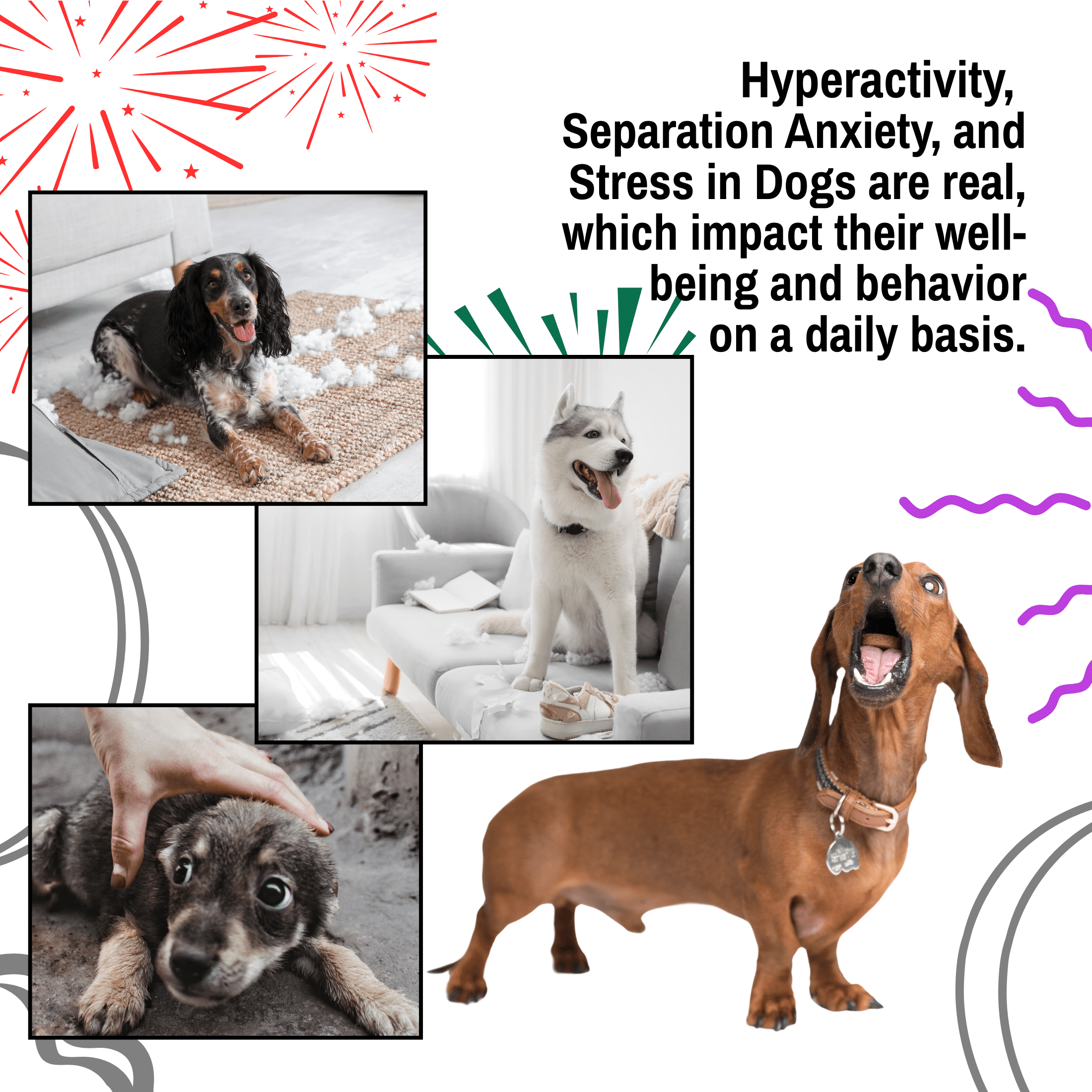 Relax Dog Daily Calming Aid for Medium Size Dogs - 30 day supply