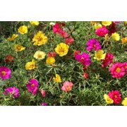 Moss Rose Seeds for Planting - 1,000 Seeds - ‘Portulaca Grandiflora’ Flowers for Bonsai Garden Balcony Planting