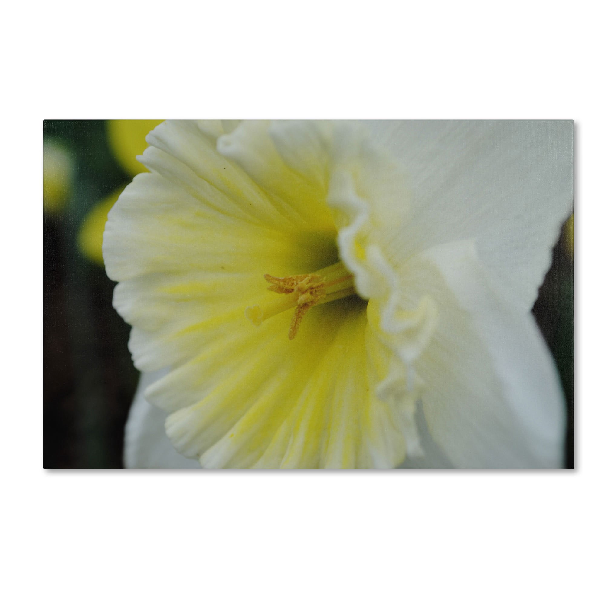 Trademark Fine Art "Vitality" Canvas Art by Monica Fleet