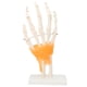 thumbnail image 1 of Modelo De Mano, Detalles Claros Modelo De Exhibición De Articulación De Mano De Ligamento Flexible Mostrar Detalles Para La Escuela De Medicina Para La Enseñanza ANGGREK Hand Joint Ligament Model, 1 of 8
