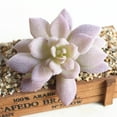thumbnail image 4 of 1Pc Artificial Flower Succulent Plant DIY Garden Office Home Party Desk Decor, 4 of 7