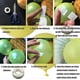 thumbnail image 4 of Balloon Glue 1200 PCS (12 Rolls) Double Sided Dots of Glue Removable Adhesive Point Tape Non-Liquid Craft Glue for Scrapbook Party Wedding Balloons De, 4 of 4