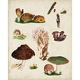 thumbnail image 3 of Vision Studio 20x24 Black Modern Framed Museum Art Print Titled - Mushroom Species IX, 3 of 5