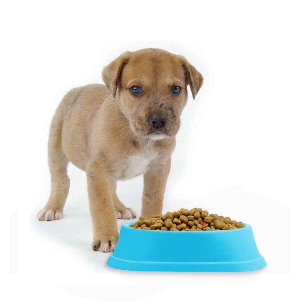 Can A Dog Get Bloat From Drinking Water