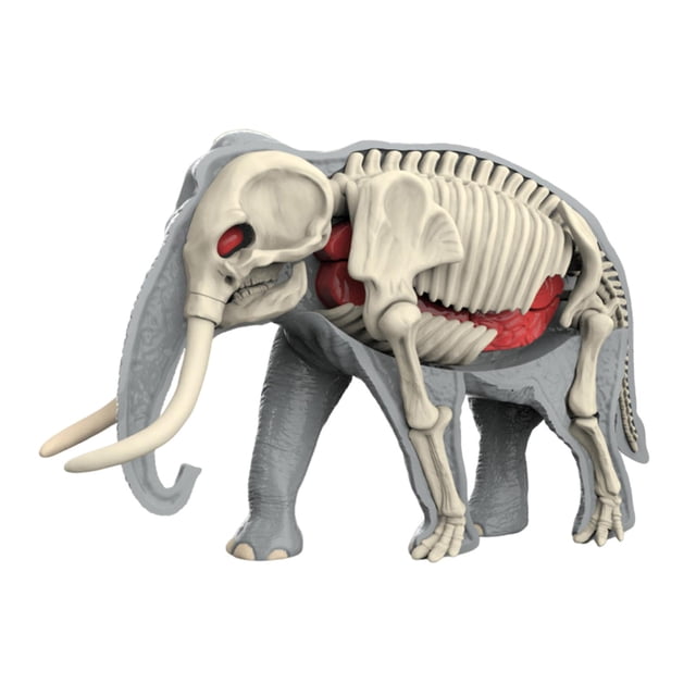 DOMELAY Animal Body Model Classroom Body Organ Parts for Study Tool Ages 8+ Children 3109