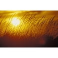 thumbnail image 2 of Tall Grass Backlit By Sunset Sc Ak Autumn Silhouette Poster Print (19 x 12), 2 of 4