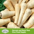 thumbnail image 6 of 2 Packs White Half Long Parsnip Seeds - Halblange Weisse Parsnips - Non-GMO Heirloom Biennial Full Sun, 6 of 6