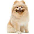 thumbnail image 2 of Nylabone Puppy Chew Textured Ring Bone Chicken, MD/Wolf 2PK, 2 of 6