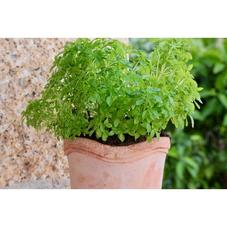 Mediterranean Herb - Canvas Print Herbs Italy Greek Basil Pesto Basil Mediterranean Stretched Canvas 10 x 14