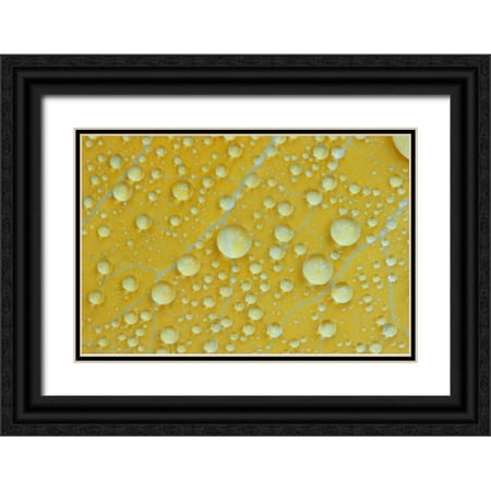 Clemons, Kathleen 18x13 Black Ornate Wood Framed with Double Matting Museum Art Print Titled - NH, Shelburne Magnified veins on a birch leaf