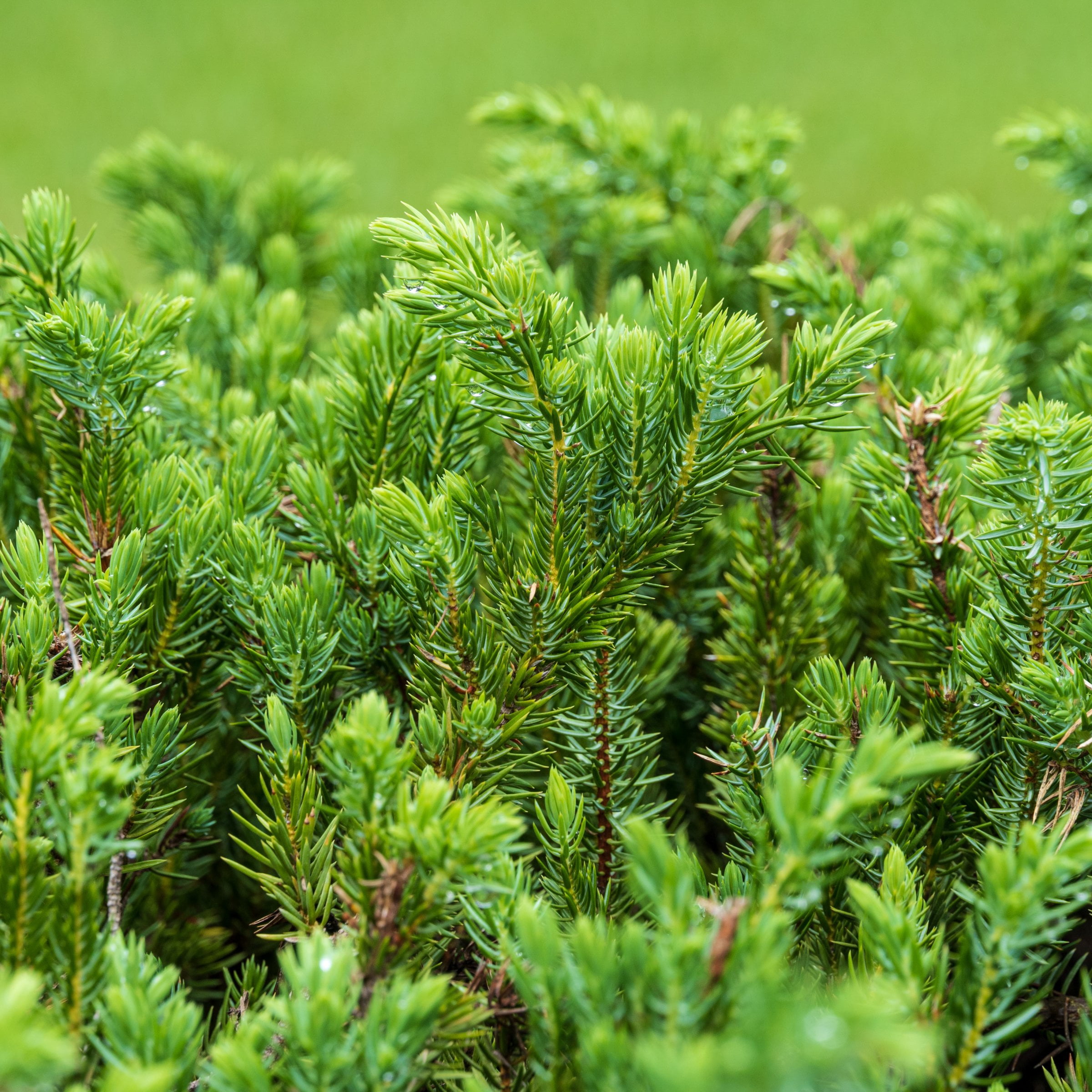 Live Shrub 1 gal Juniper 'Blue Pacific' with Full Sunlight