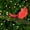 Red, variant on Northlight Glittered Bird Clip-On Christmas Ornament - 6" - Silver-tone