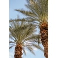 thumbnail image 2 of Millet, Karyn 17x24 White Modern Wood Framed Museum Art Print Titled - Below the Palms III, 2 of 4