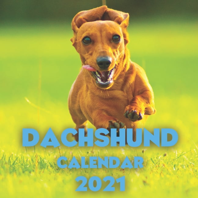 Dachshund Calendar 2021 Cute Calendar Gag Gift for Dogs Lovers
