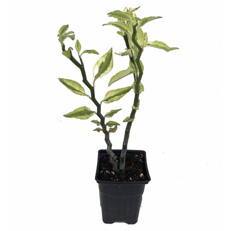Devil's Backbone Plant - Pedilanthus - Red Bird Zig Zag Cactus - 4" Pot