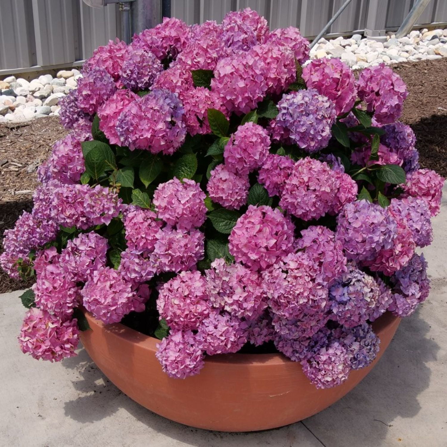 Proven Winners ColorChoice 5" Multicolor Let's Dance Arriba! Reblooming Hydrangea Live Plant in 4.5" Pot (4 Count)