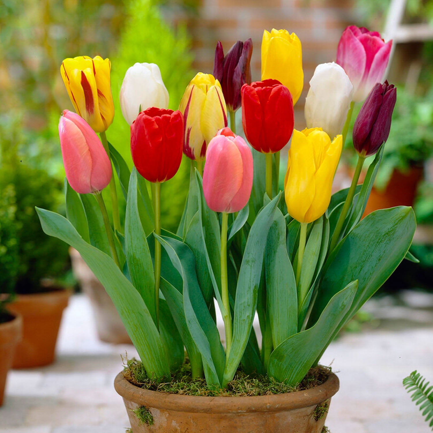 Garden State Bulb Bright Sunshine Mix Single Late Tulip Flower Bulbs, 12/+ cm (Bag of 25)