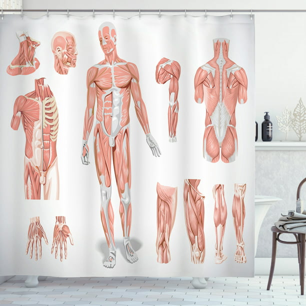 Human Anatomy Shower Curtain Inner, How To Stain A Dresser Grey S Anatomy