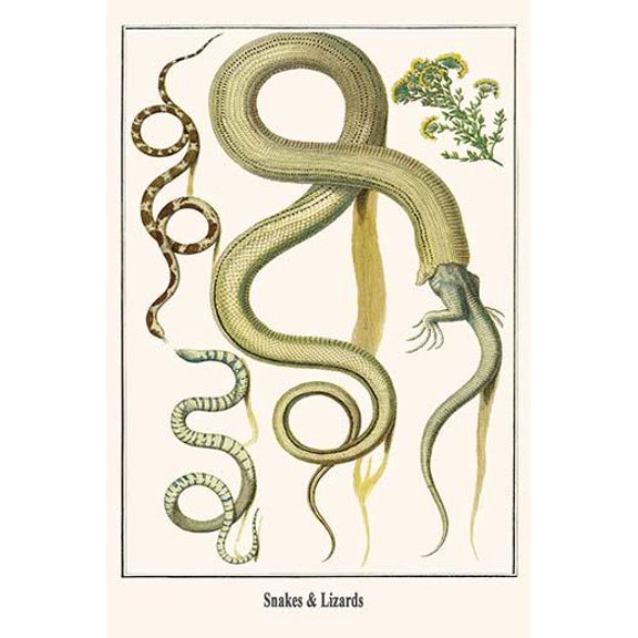 Snakes & Lizards-Fine Art Canvas Print (20" x 30")