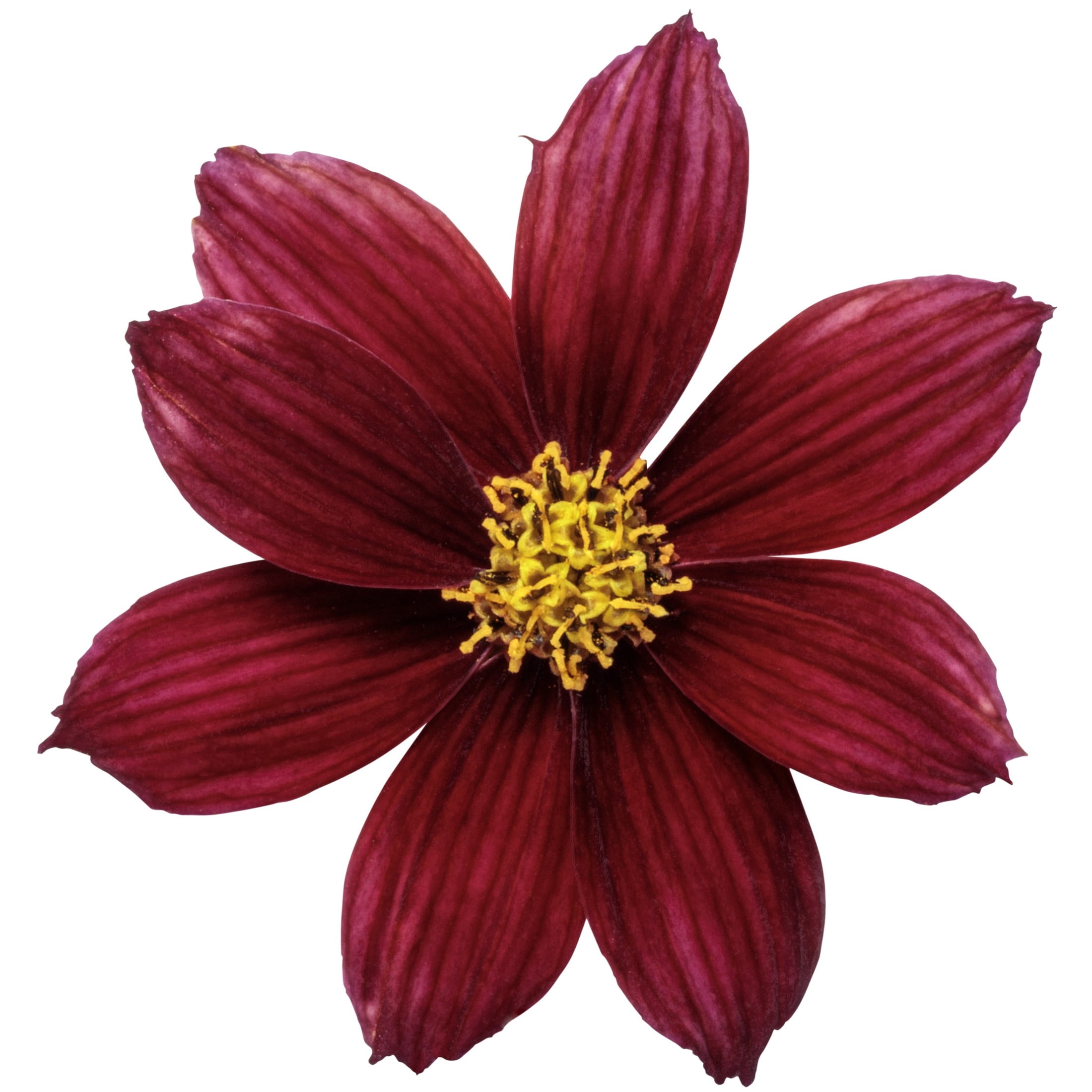 Proven Winners 6" Red Designer Threads 'Scarlet Ribbons' Threadleaf Coreopsis Live Plant in 6.5" Pot