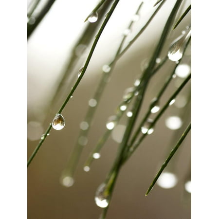 Rain Drops on Pine Branch Needles Print Wall Art By Ellen