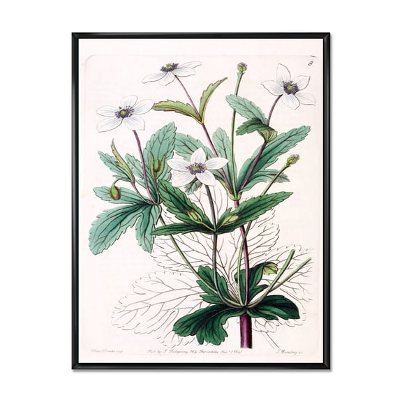 Designart 'Ancient Plant Life XXI' Traditional Framed Canvas Wall Art Print