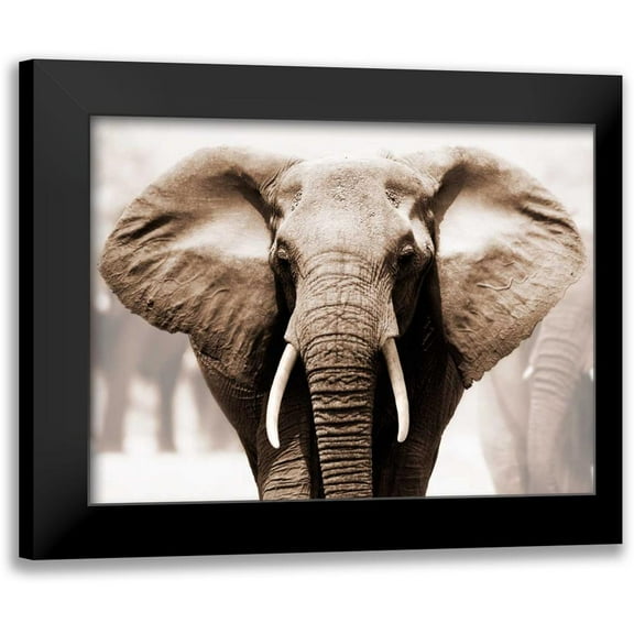 Anonymous 14x12 Black Modern Framed Museum Art Print Titled - African Elephant